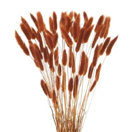 suszony-lagurus-rudy-dmuszek-jajowaty-60-szt