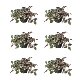 6-szt-sztuczna-roslina-doniczkowa-tradescencja-liliowy-12-cm-fejka