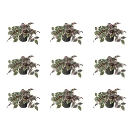 9-szt-sztuczna-roslina-doniczkowa-tradescencja-liliowy-12-cm-fejka