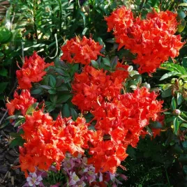 azalia-wielkokwiatowa-doloroso-sadzonki-pachnaca-czerwona-mrozoodporna
