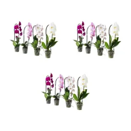 3-szt-orchidea-phalaenopsis-kaskadowa-60-cm-doniczkowa-roslina
