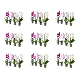 9-szt-orchidea-phalaenopsis-kaskadowa-60-cm-doniczkowa-roslina