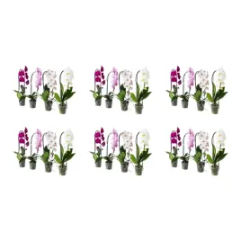 6-szt-orchidea-phalaenopsis-kaskadowa-60-cm-doniczkowa-roslina