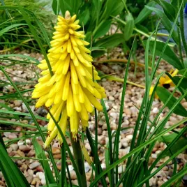 trytoma-groniasta-poco-yellow-zolte-kwiaty-jak-plonace-pochodnie