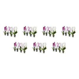 7-szt-orchidea-phalaenopsis-kaskadowa-60-cm-doniczkowa-roslina