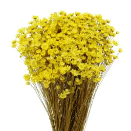 suszona-gliksja-glixia-zolta-bukiet-350-szt-suszone-kwiaty