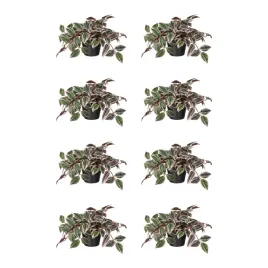 8-szt-sztuczna-roslina-doniczkowa-tradescencja-liliowy-12-cm-fejka