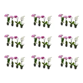 9-szt-phalaenopsis-roslina-doniczkowa-orchidea-rozne-kolory-6-cm
