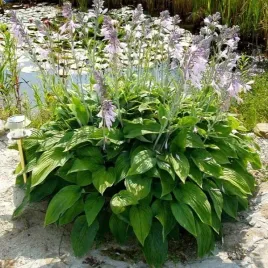 funkia-hosta-minima-sadzonki-minaturowa-niziutka-urocza-odmiana-unikat