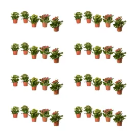 8-szt-kalanchoe-flaming-katy-roslina-doniczkowa-rozne-kolory