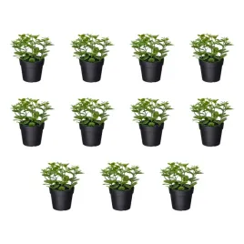 11-szt-sztuczna-roslina-doniczkowa-mieta-9-cm-do-wnetrz-i-na-zewnatrz