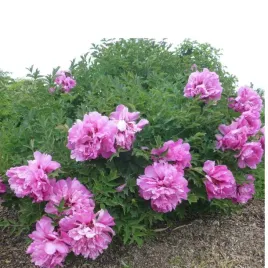 piwonia-drzewiasta-paeonia-suffruticosa-huan-guan