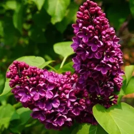 lilak-pospolity-syringa-vulgaris-prince-wolkonsky