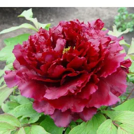 piwonia-drzewiasta-paeonia-suffruticosa-mo-run-jue-lun