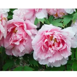 piwonia-drzewiasta-paeonia-suffruticosa-yin-hong-qiao-dui
