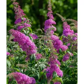 budleja-dawida-buddleja-davidii-pink-delight