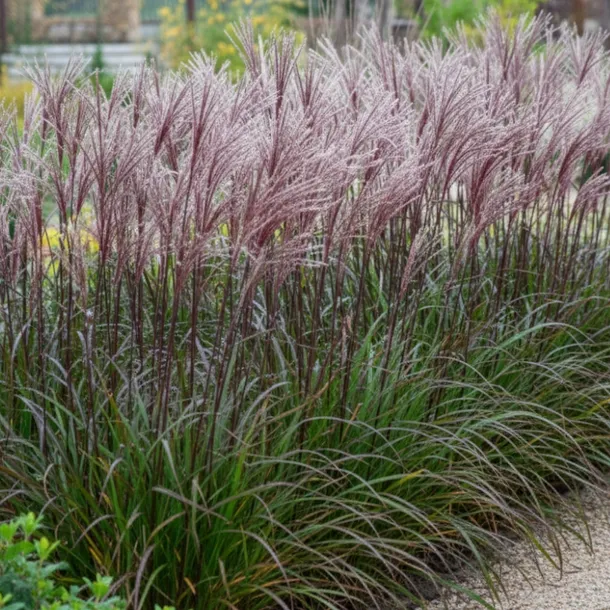 miskant-chinski-miscanthus-sinensis-buraczok