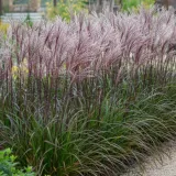 miskant-chinski-miscanthus-sinensis-buraczok