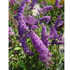 budleja-dawida-buddleja-davidii-ile-de-france
