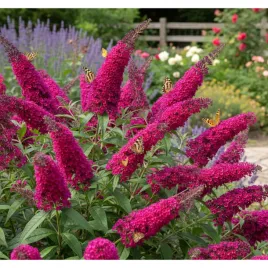 budleja-dawida-buddleja-davidii-royal-red