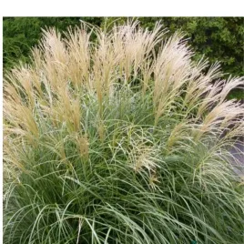 miskant-chinski-miscanthus-sinensis-herman-mussel