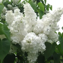 lilak-pospolity-syringa-vulgaris-stepman