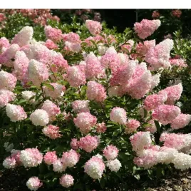 hydrangea-paniculata-vanille-fraise
