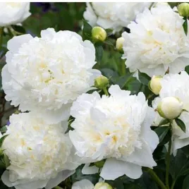 piwonia-drzewiasta-paeonia-suffruticosa-xue-ta