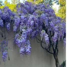 glicynia-chinska-wisteria-sinensis