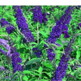 budleja-dawida-buddleja-davidii-empire-blue
