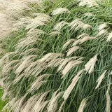 miskant-chinski-miscanthus-sinensis-silberfeder