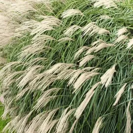 miskant-chinski-miscanthus-sinensis-silberfeder