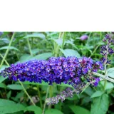budleja-dawida-buddleja-davidii-empire-blue
