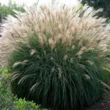 miskant-chinski-miscanthus-sinensis-silberfeder
