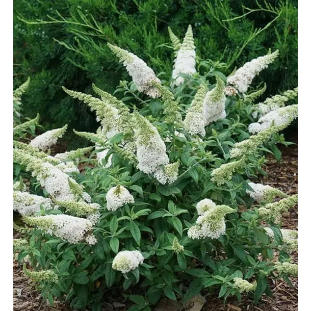 buddleja-davidii-white-profusion