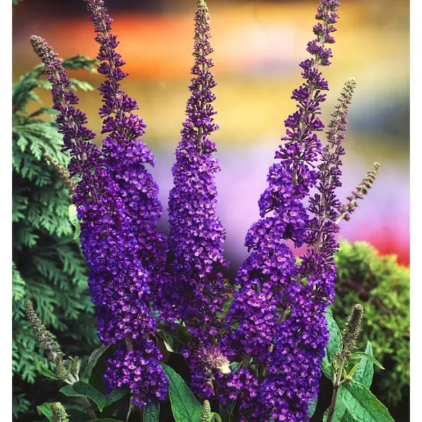 budleja-dawida-buddleja-davidii-empire-blue