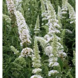buddleja-davidii-white-profusion