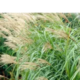 miskant-chinski-miscanthus-sinensis-silberfeder