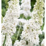 buddleja-davidii-white-profusion