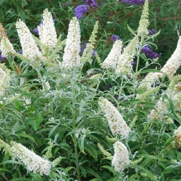 buddleja-davidii-white-profusion