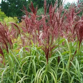 miskant-chinski-miscanthus-sinensis-dronning-ingrid