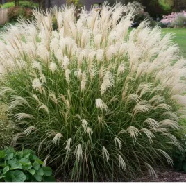 miskant-chinski-miscanthus-sinensis-adagio