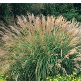 miskant-chinski-miscanthus-sinensis-adagio