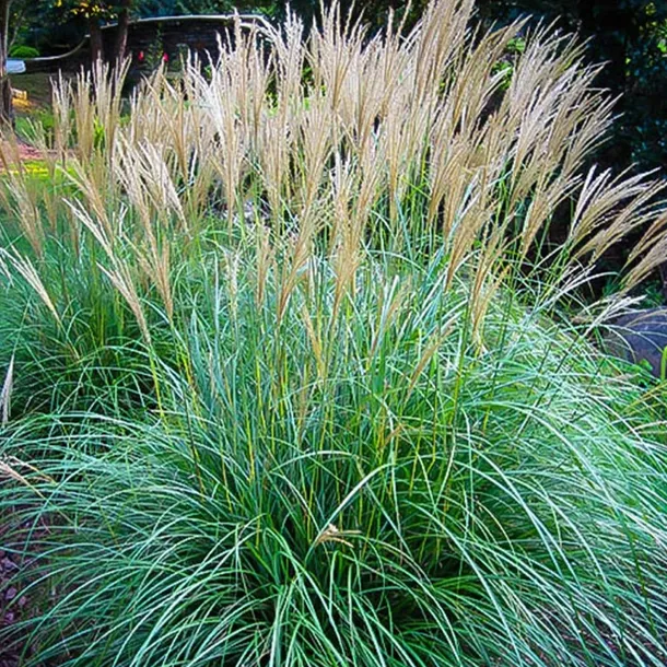 miskant-chinski-miscanthus-sinensis-adagio