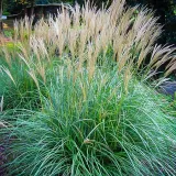miskant-chinski-miscanthus-sinensis-adagio