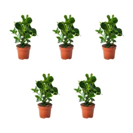 5-szt-kluzja-rozowa-12-cm-roslina-doniczkowa-do-wnetrz-clusia