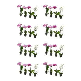 8-szt-phalaenopsis-roslina-doniczkowa-orchidea-rozne-kolory-6-cm