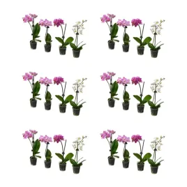 6-szt-phalaenopsis-roslina-doniczkowa-orchidea-rozne-kolory-6-cm
