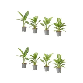 2-szt-aglaonema-roslina-doniczkowa-65-cm-zielona-oaza-natury