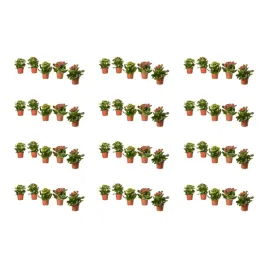 12-szt-kalanchoe-flaming-katy-roslina-doniczkowa-rozne-kolory